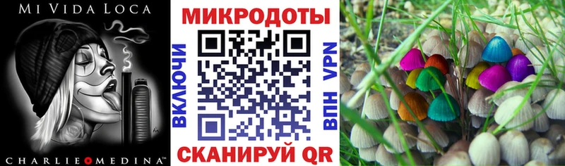 Галлюциногенные грибы Psilocybe Новосокольники